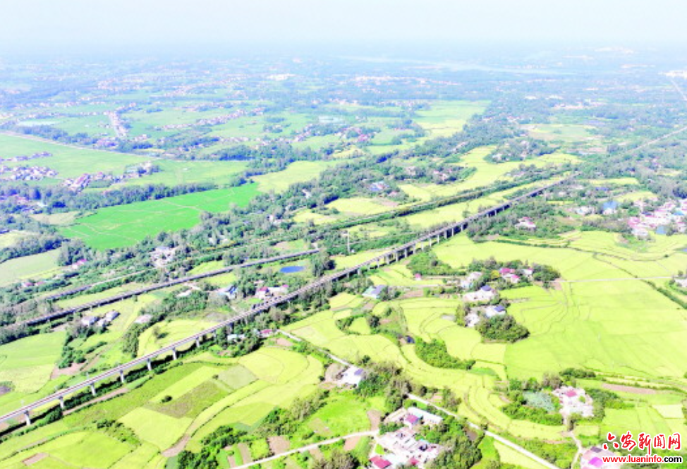 稻浪翻“金”處豐收畫卷展