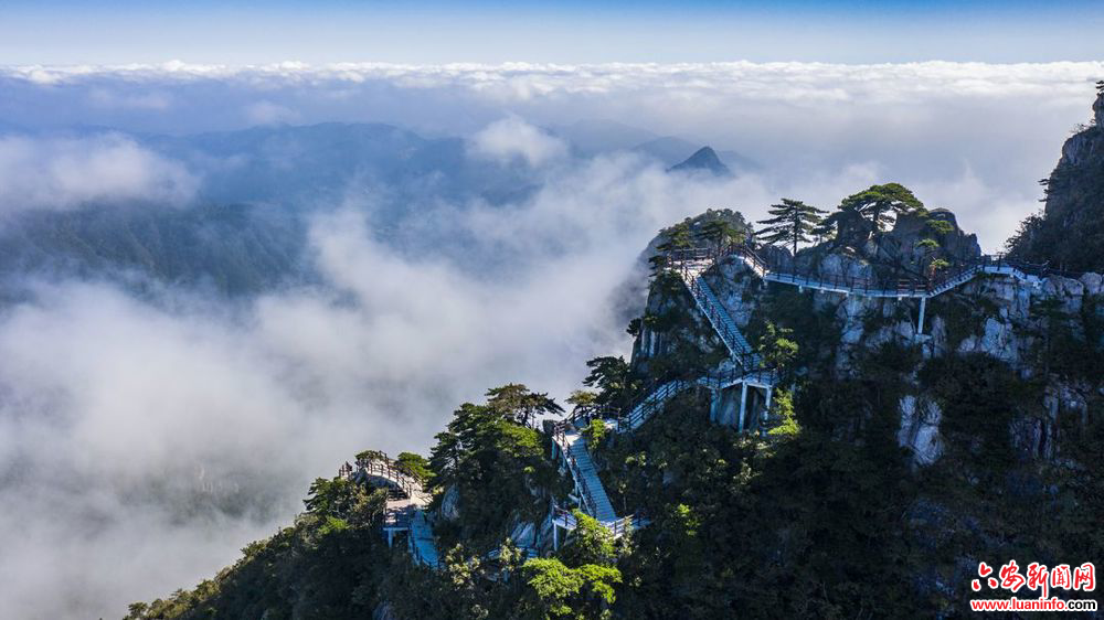 皖美徽茶縣長說 | 舒城縣副縣長張棟梁：一葉蘭花的價值擔(dān)當