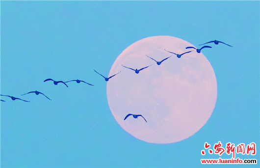 候鳥邂逅“超級月亮”