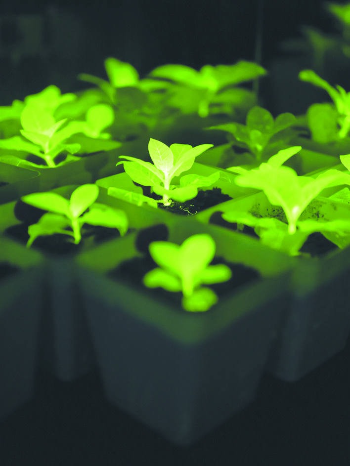 合肥合成生物學(xué)團隊讓植物發(fā)光“肉眼可見”